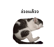 878553111