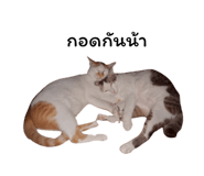 878553113