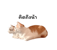 878553115