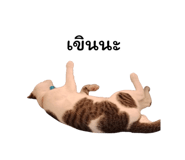 878553118