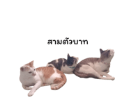878553135