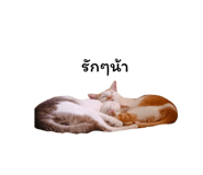878553136