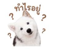 878612919