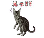 878664428