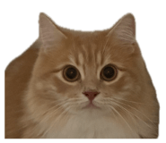 878771731