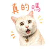 878777206