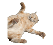 878786686