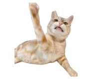 878786690