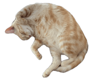 878786704