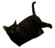 878799196