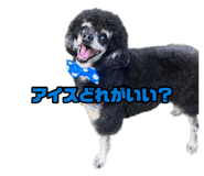 878837068