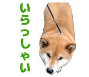 878839243