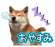 878842376