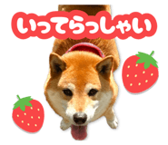 878842381