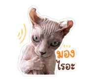 879100724
