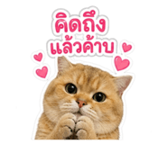 879106119
