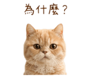 879154315