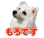 879403662