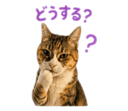 879453084