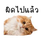 879581260