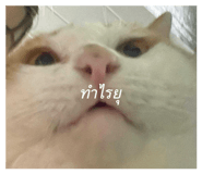 879594054