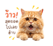 880100513