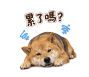 880108742