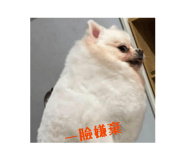 880154338