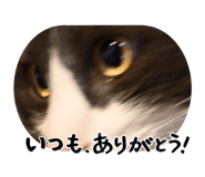 880365816