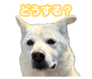 880368730