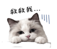 880388844