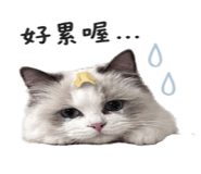 880388854