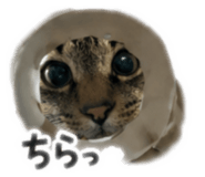 880430271