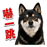 880545617