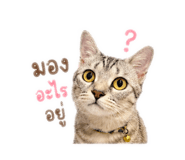 880587441