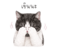 880590825
