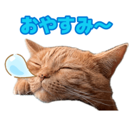 880727281