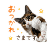 880737406