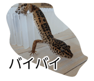 880831955