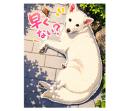 880984355