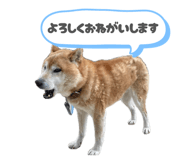 880987775
