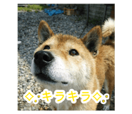 881166125