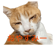 881166137