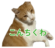 881166141