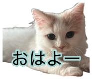 881181884