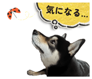 881243586
