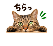 881419311