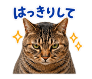 881419323