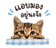 881509126
