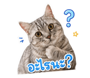 881538203